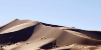 Camellos en Erg Chebbi (Sahara de Marruecos)