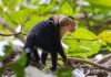 Monos cariblanca en el Parque Nacional de Manuel Antonio