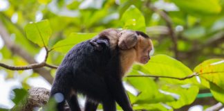 Monos cariblanca en el Parque Nacional de Manuel Antonio