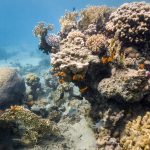 Snorkel en first bay, en las costas de Aqaba, Jordania