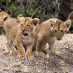 leones-apareandose-sudafrica | Blog Vuélcate