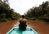 Jungla de Borneo (Indonesia), donde el turismo se convierte en una alternativa a la explotación forestal