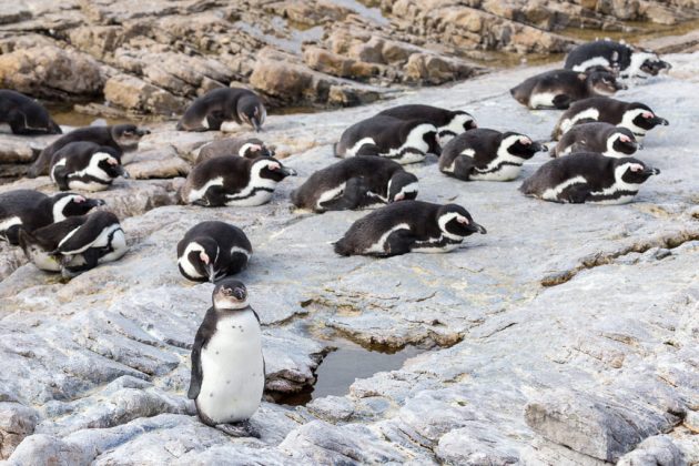 Pingüinos en Stony Point (Sudáfrica)